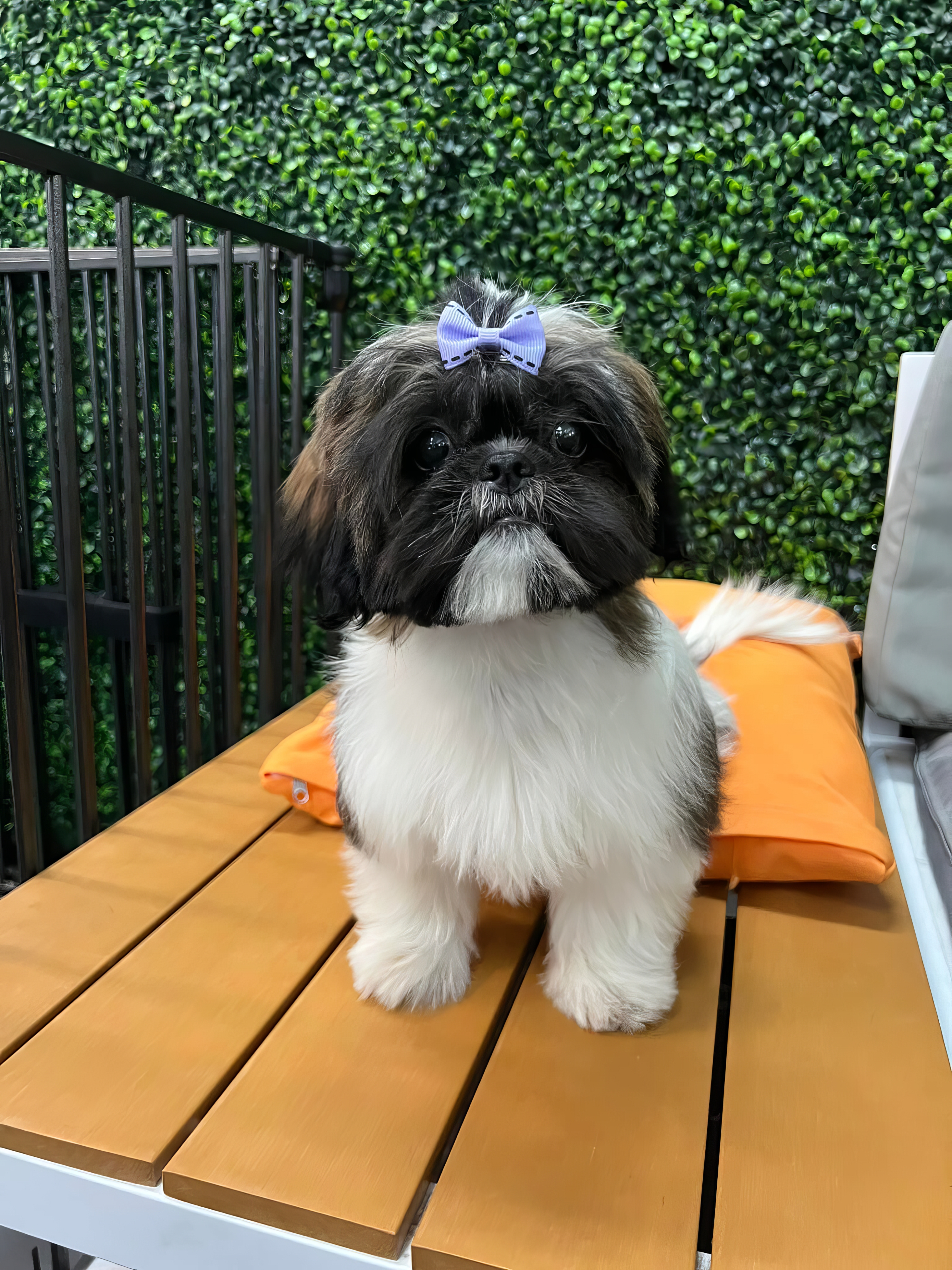 Freshly groomed dog