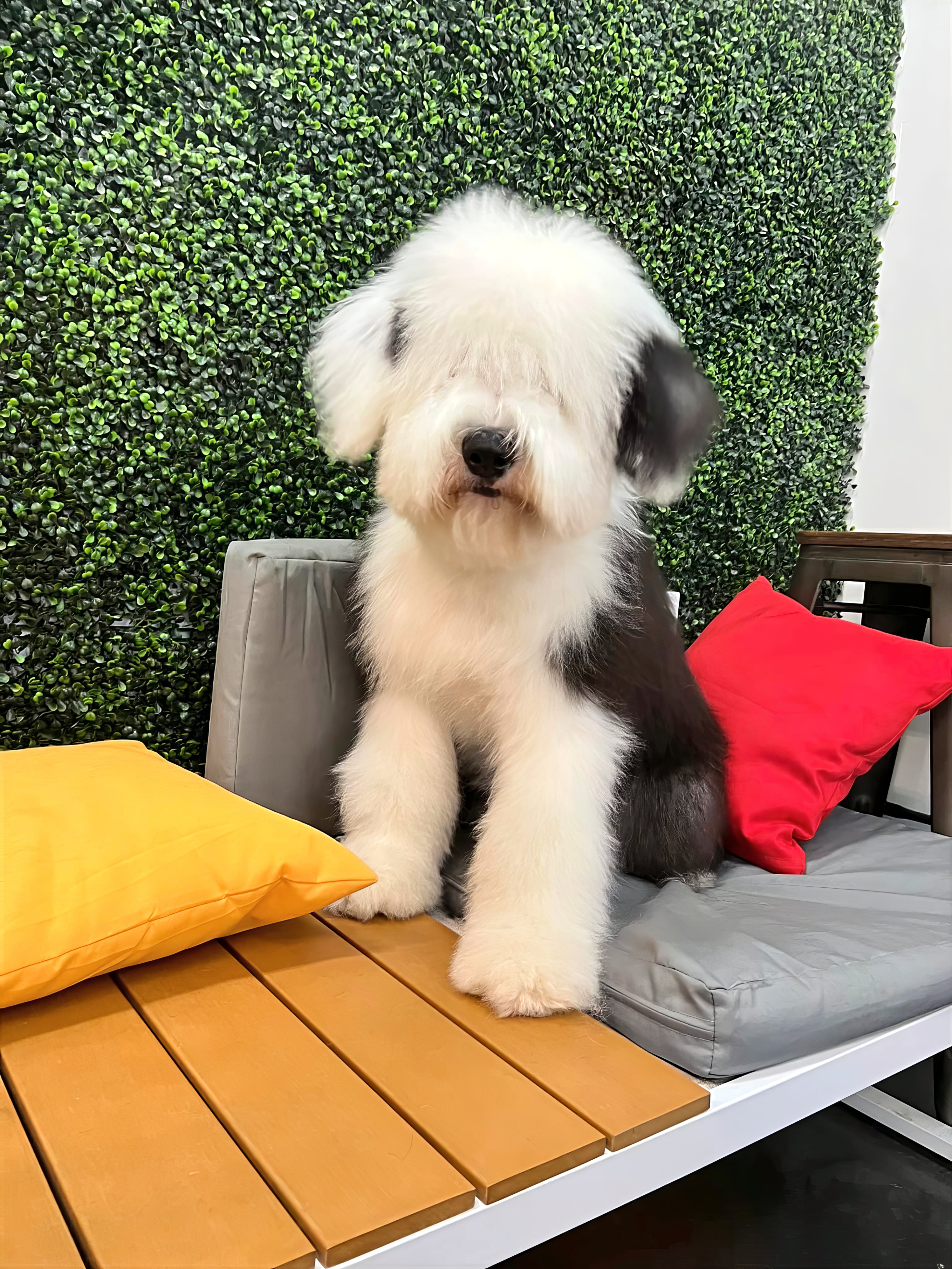 JP's Top Dog grooming salon
