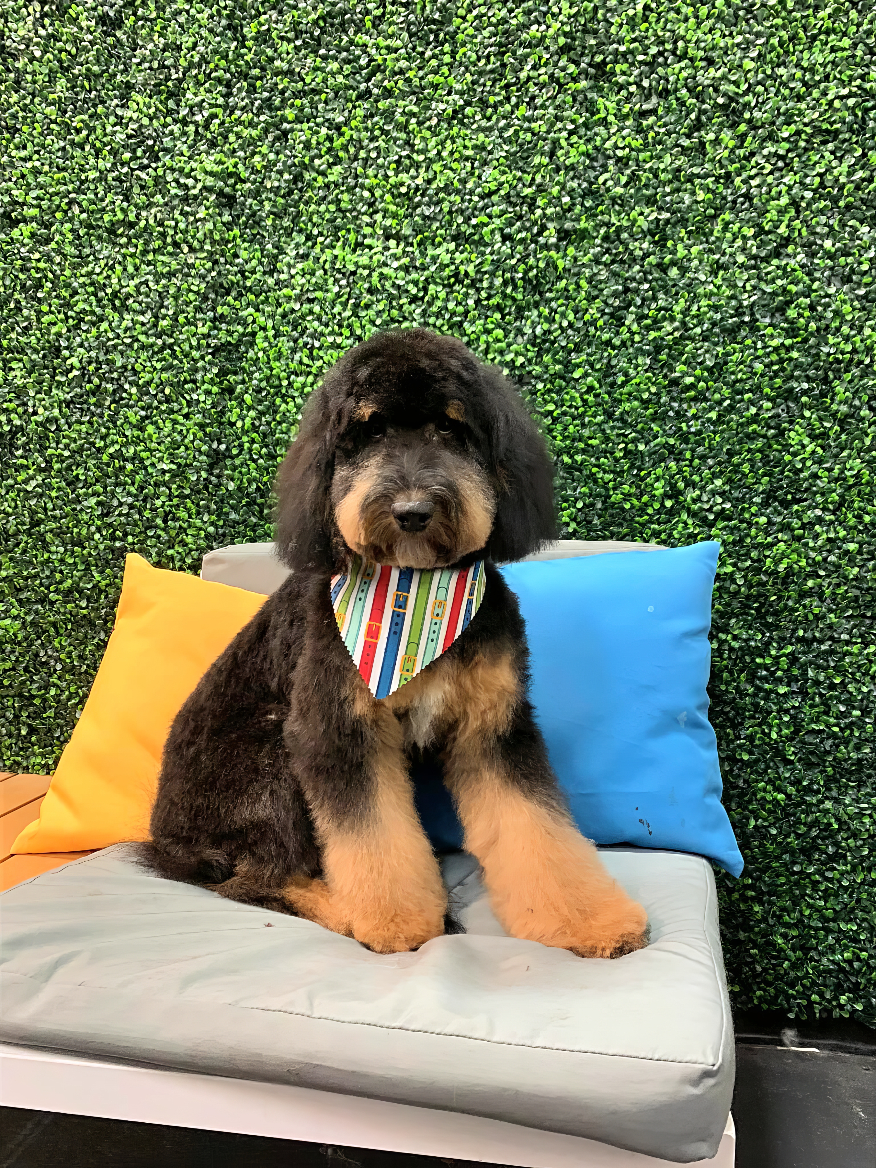 Groomed dog