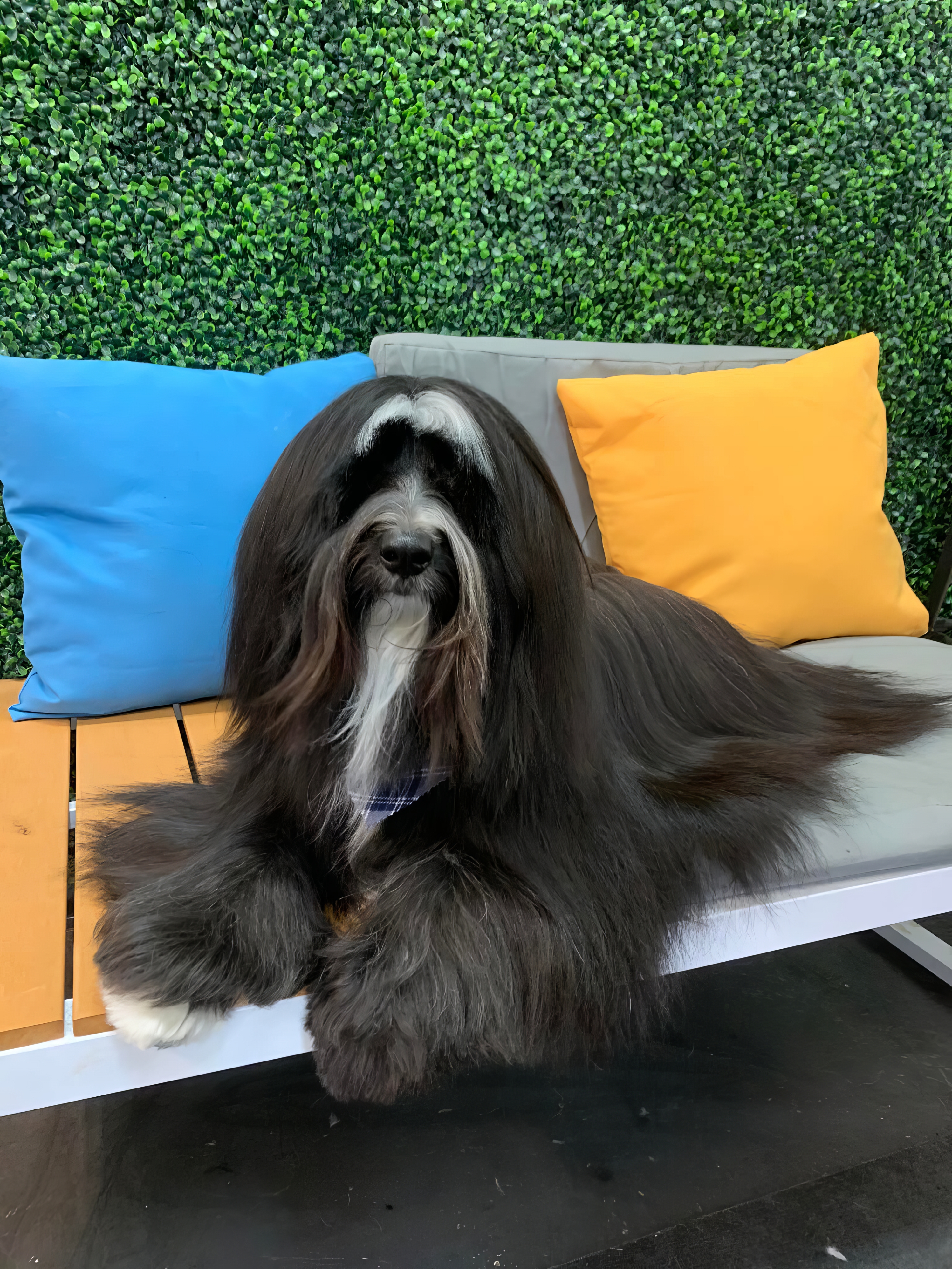 Groomed dog