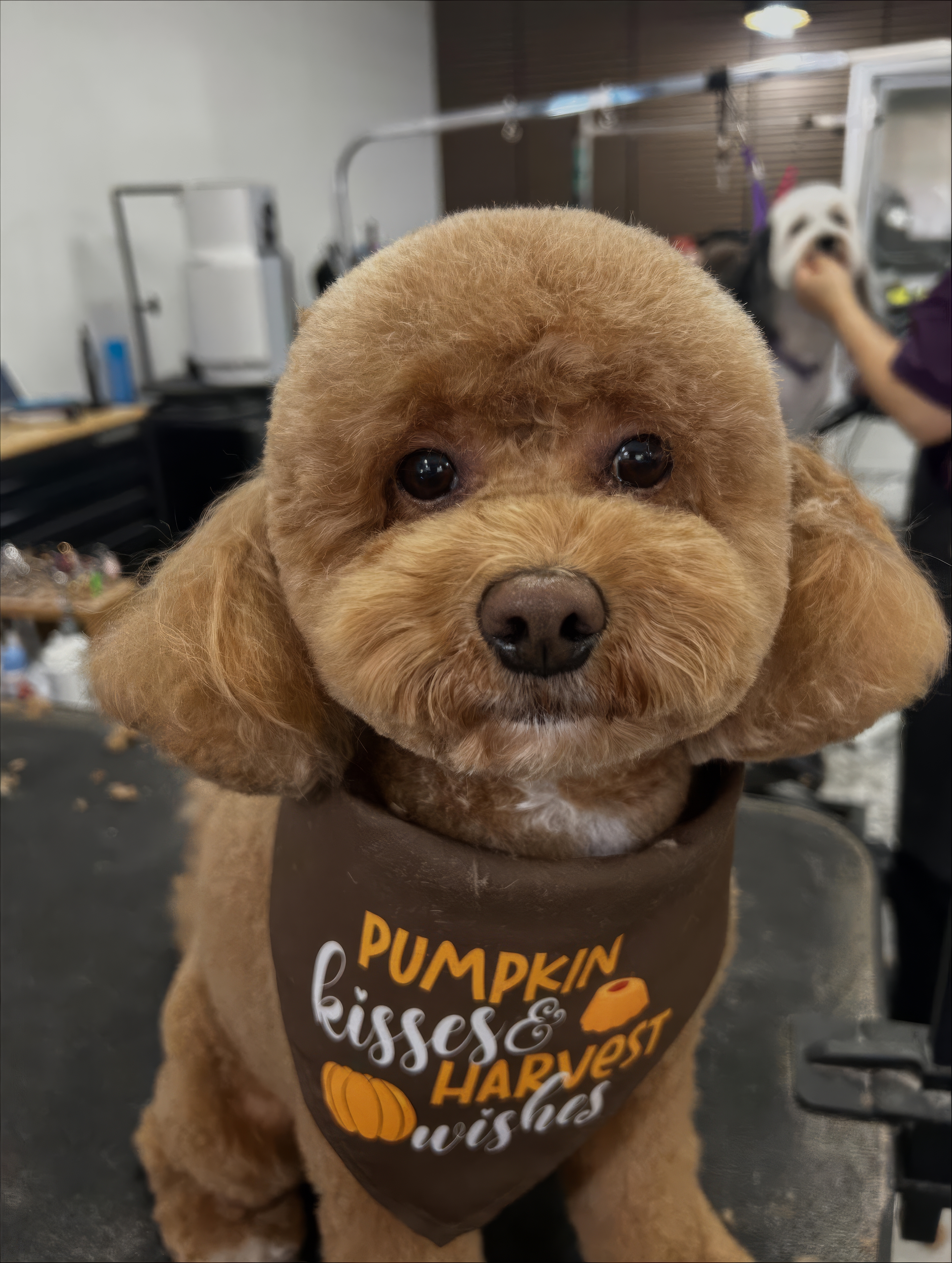 Groomed dog