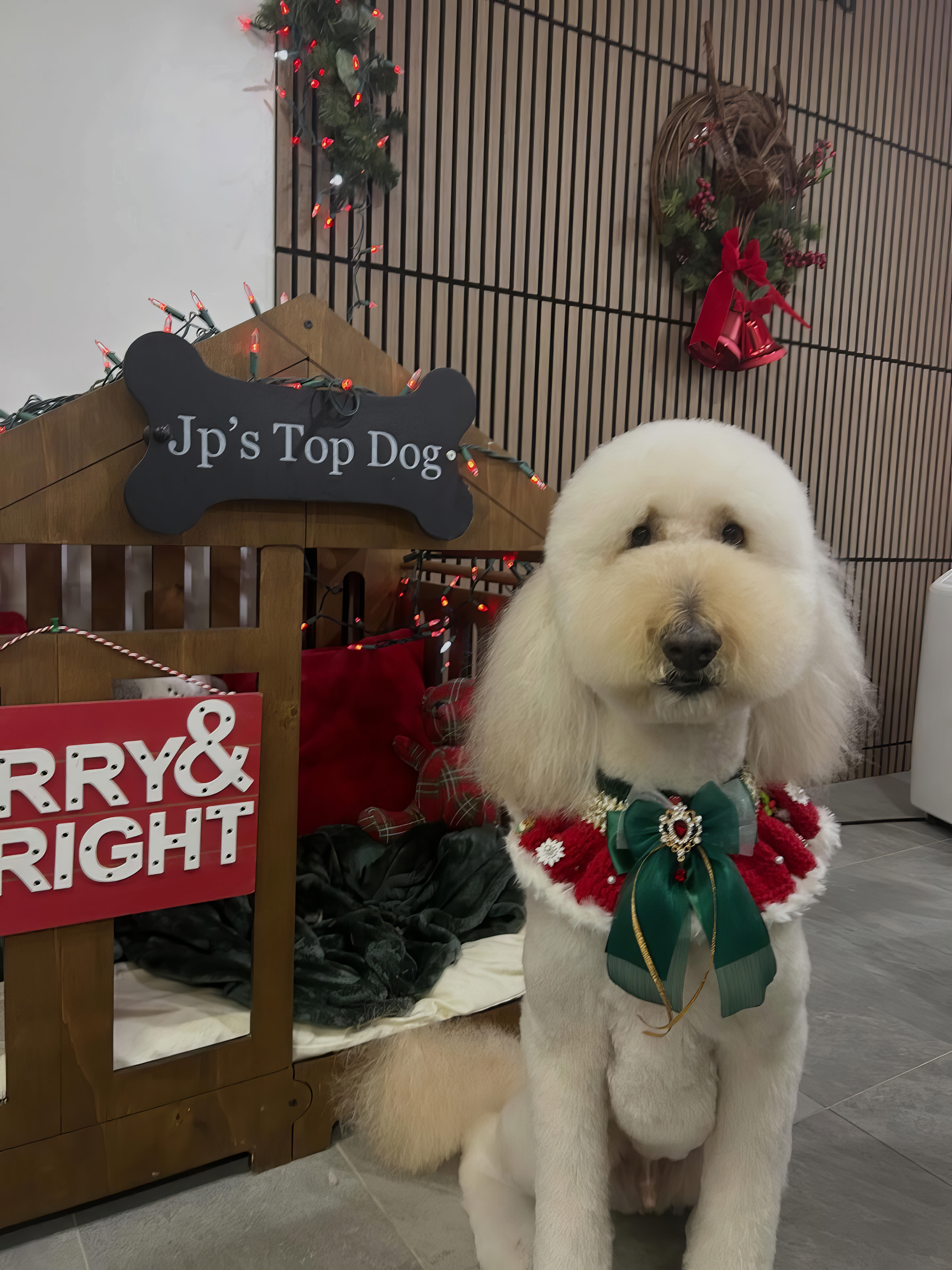 Groomed dog