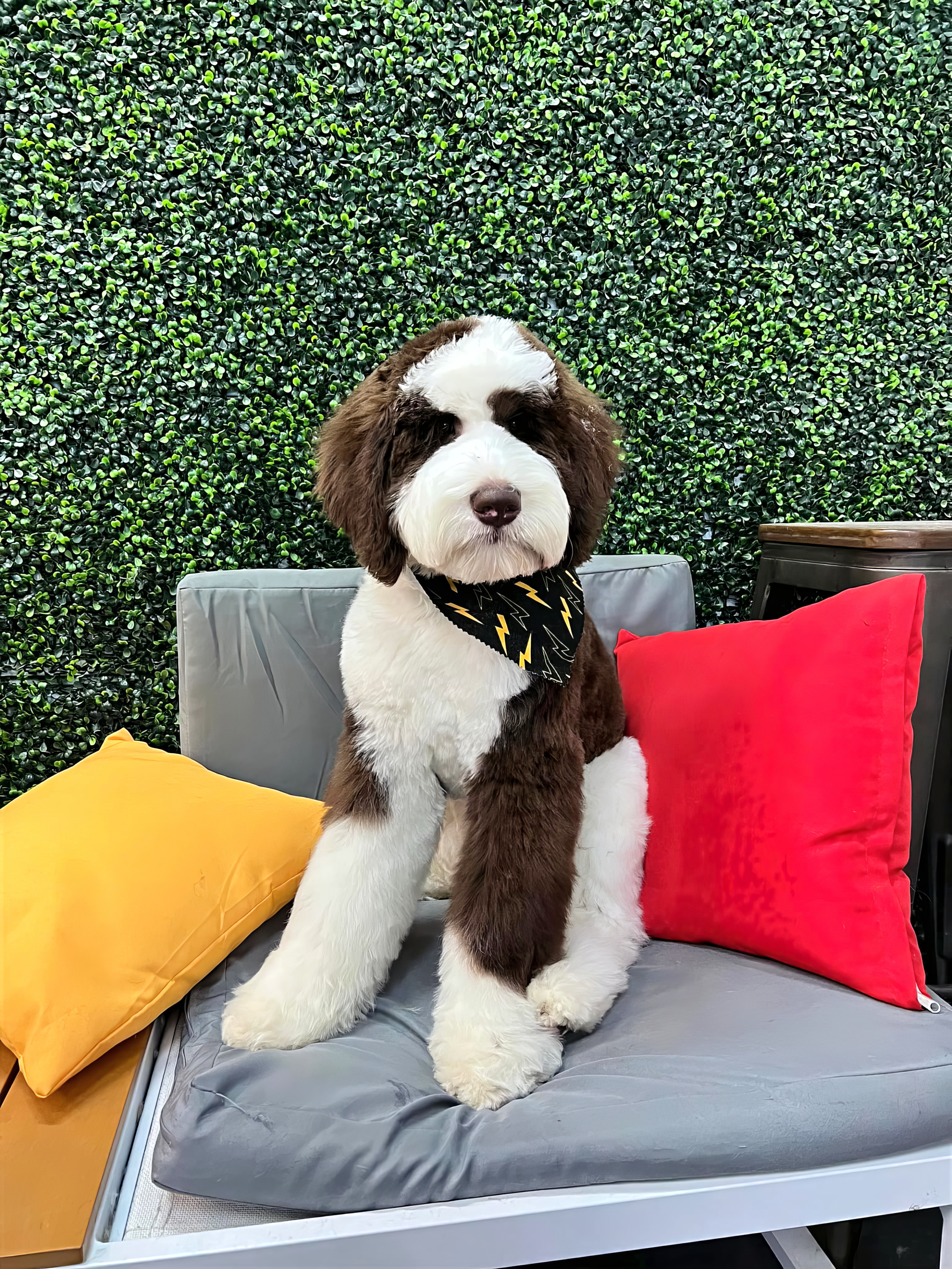 Groomed dog