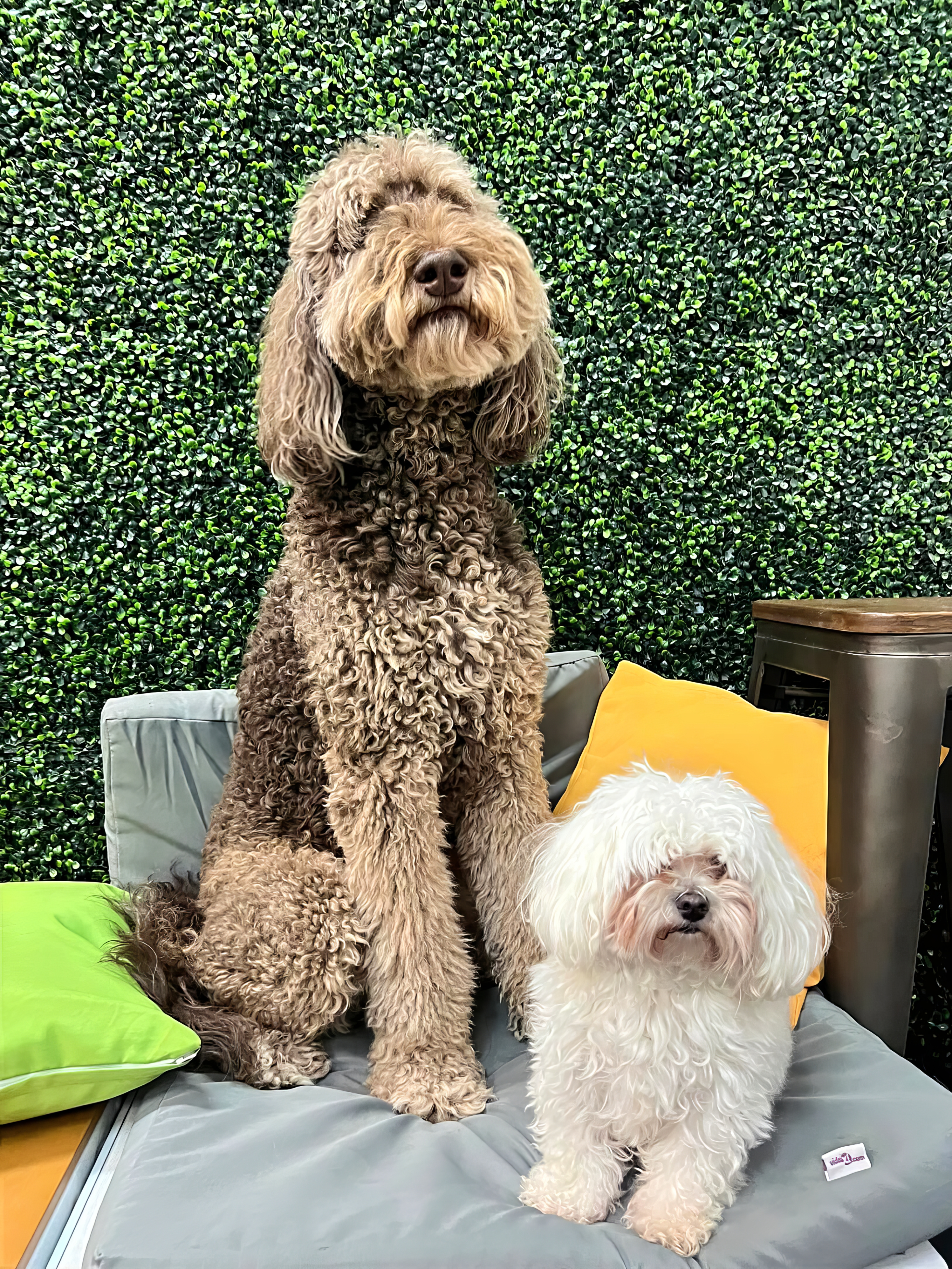Groomed dog