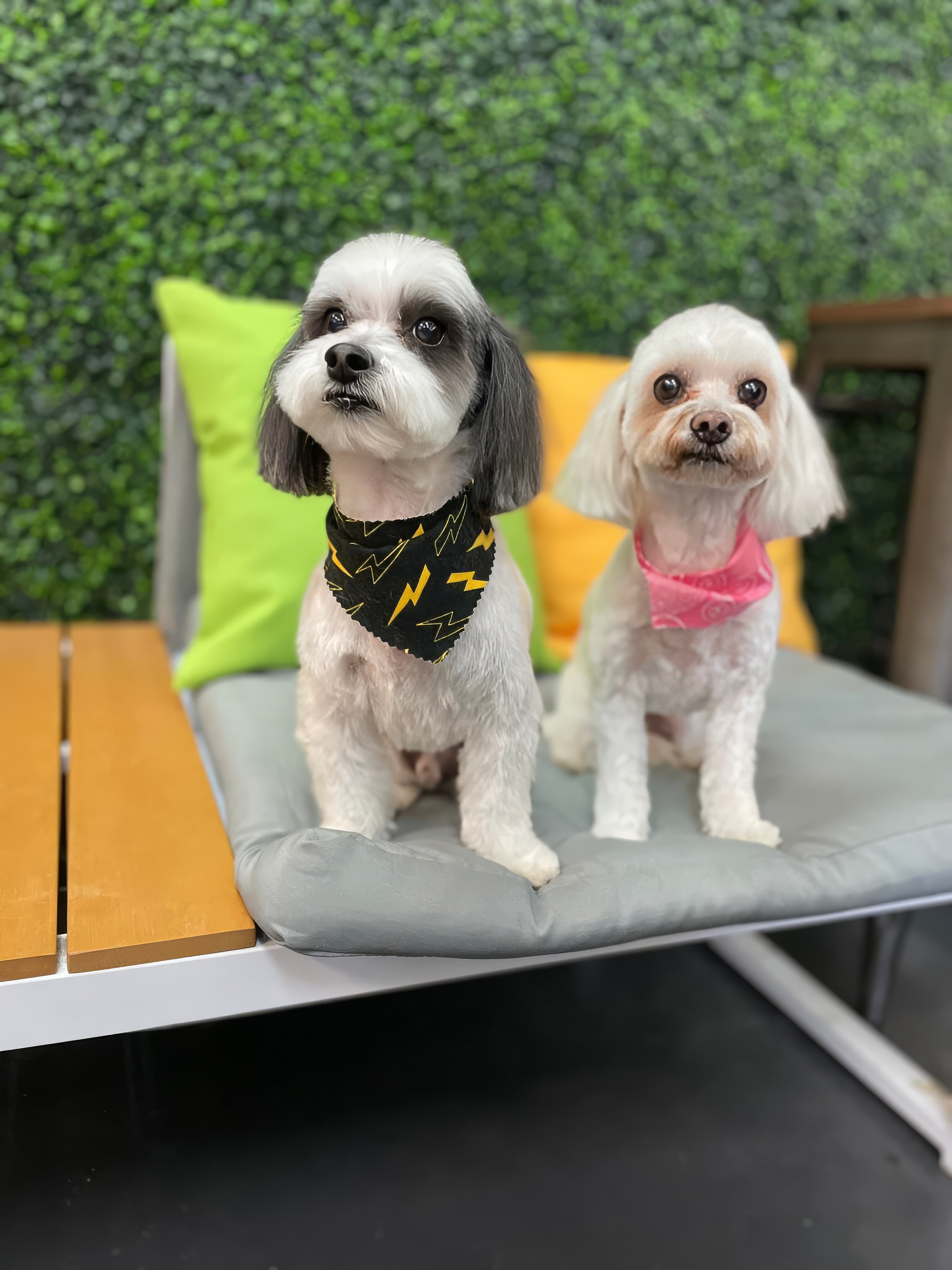 Groomed dog